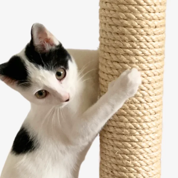 Cat using a compact cat scratching post