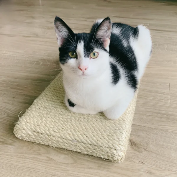 Cat sitting on a cat scratching board