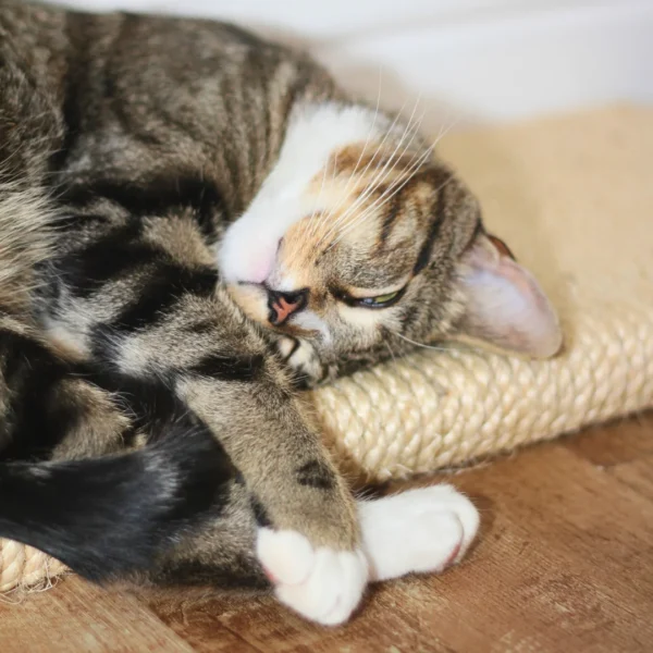 Cat sleeping on a cat scratching board