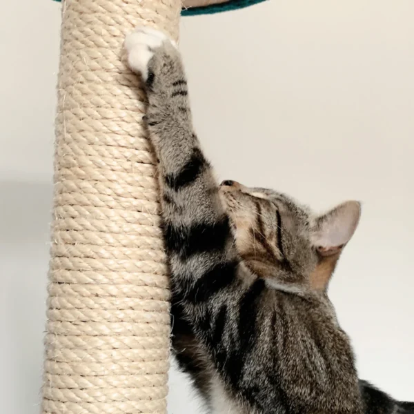 Cat using a scratching post