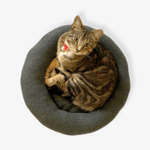 Donut cat bed