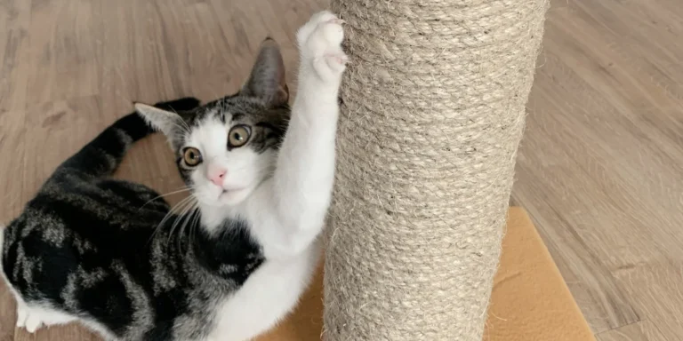 Adult cat using scratching post