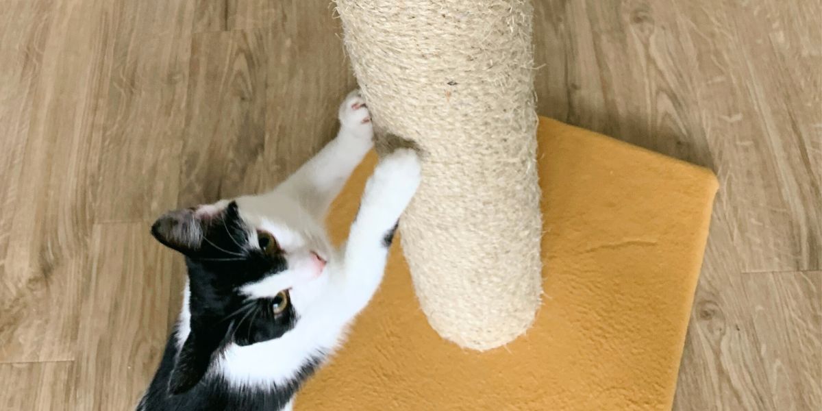 Cats need sturdy cat scratching posts