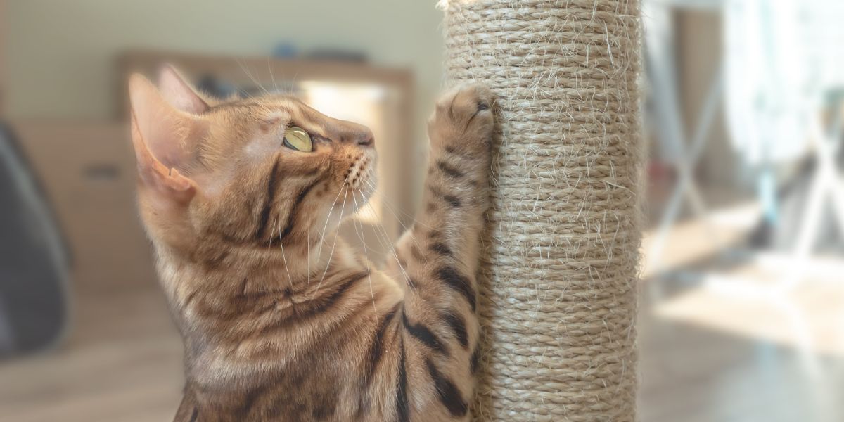 Introducing your cat to a scratching post