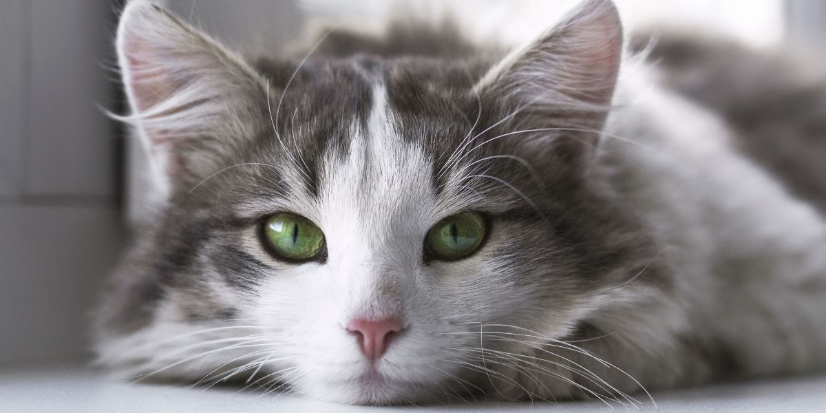 Understanding cat behaviour: Insights for Cat owners