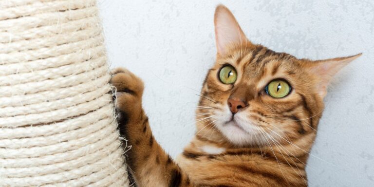 Why your cat needs a good scratching post