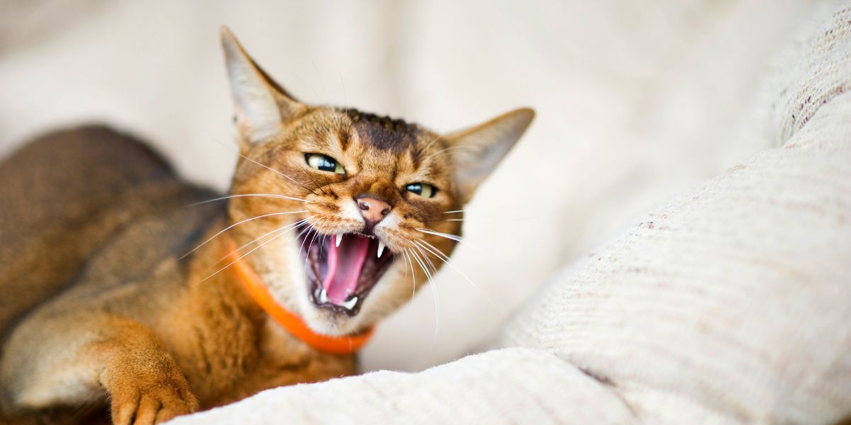 Image of cat hissing. Why do cats hiss