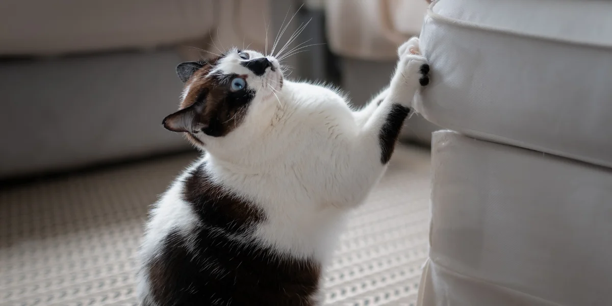 Anxious cat scratching sofa