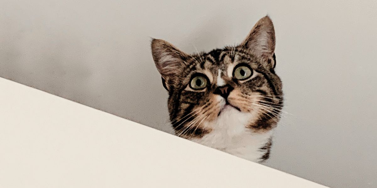 Cat hiding on cabinet