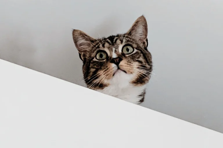 Cat hiding on cabinet