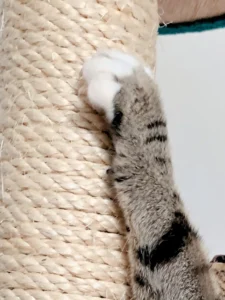 Cat paw on scratching post