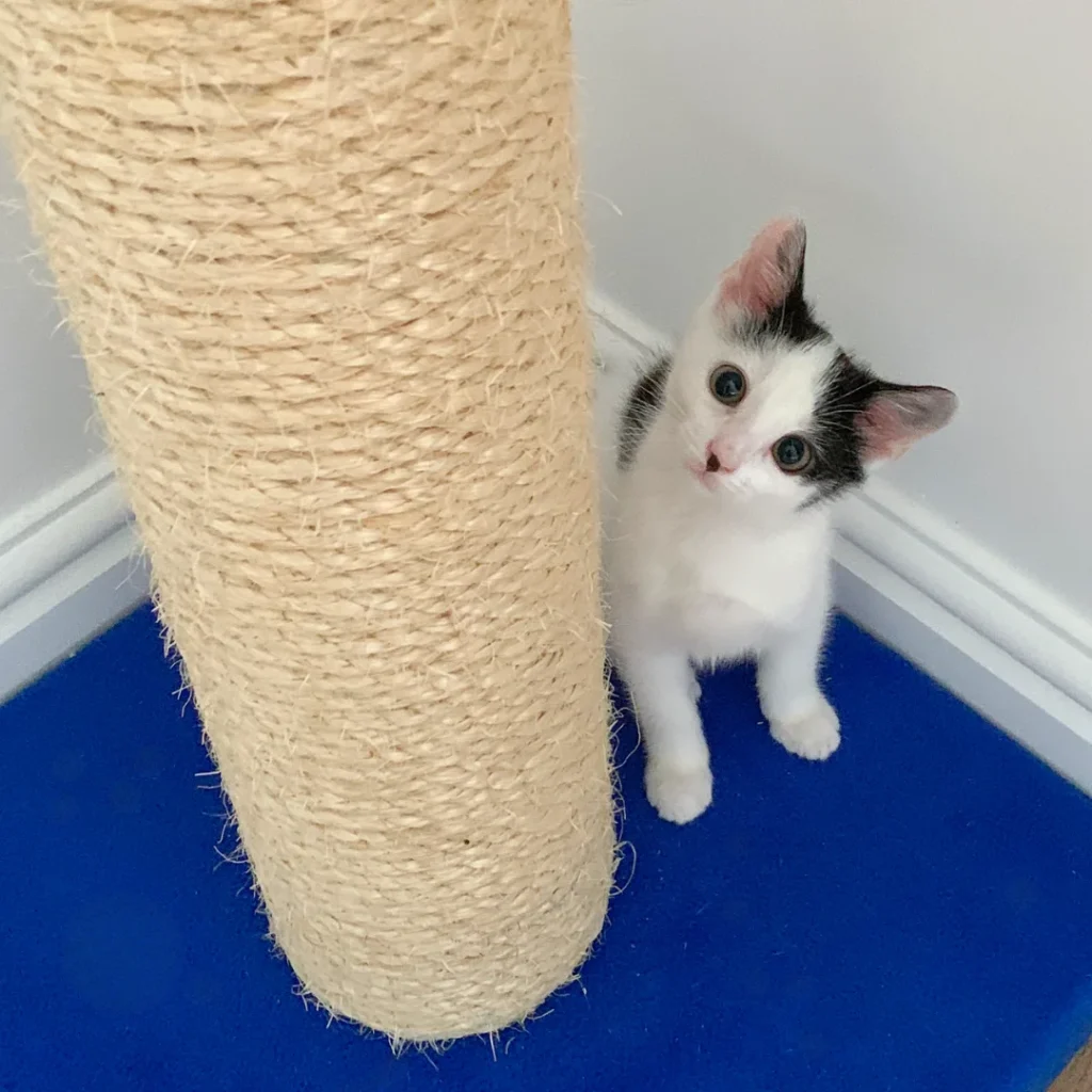 Cat next to scratching post