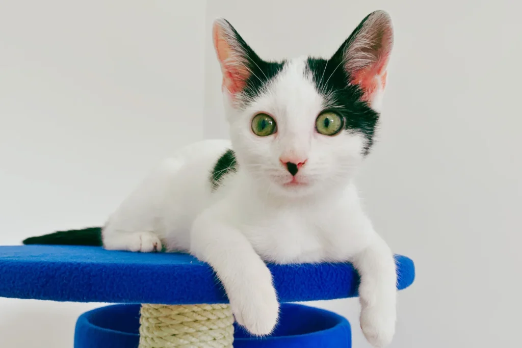 Cat on cat tree