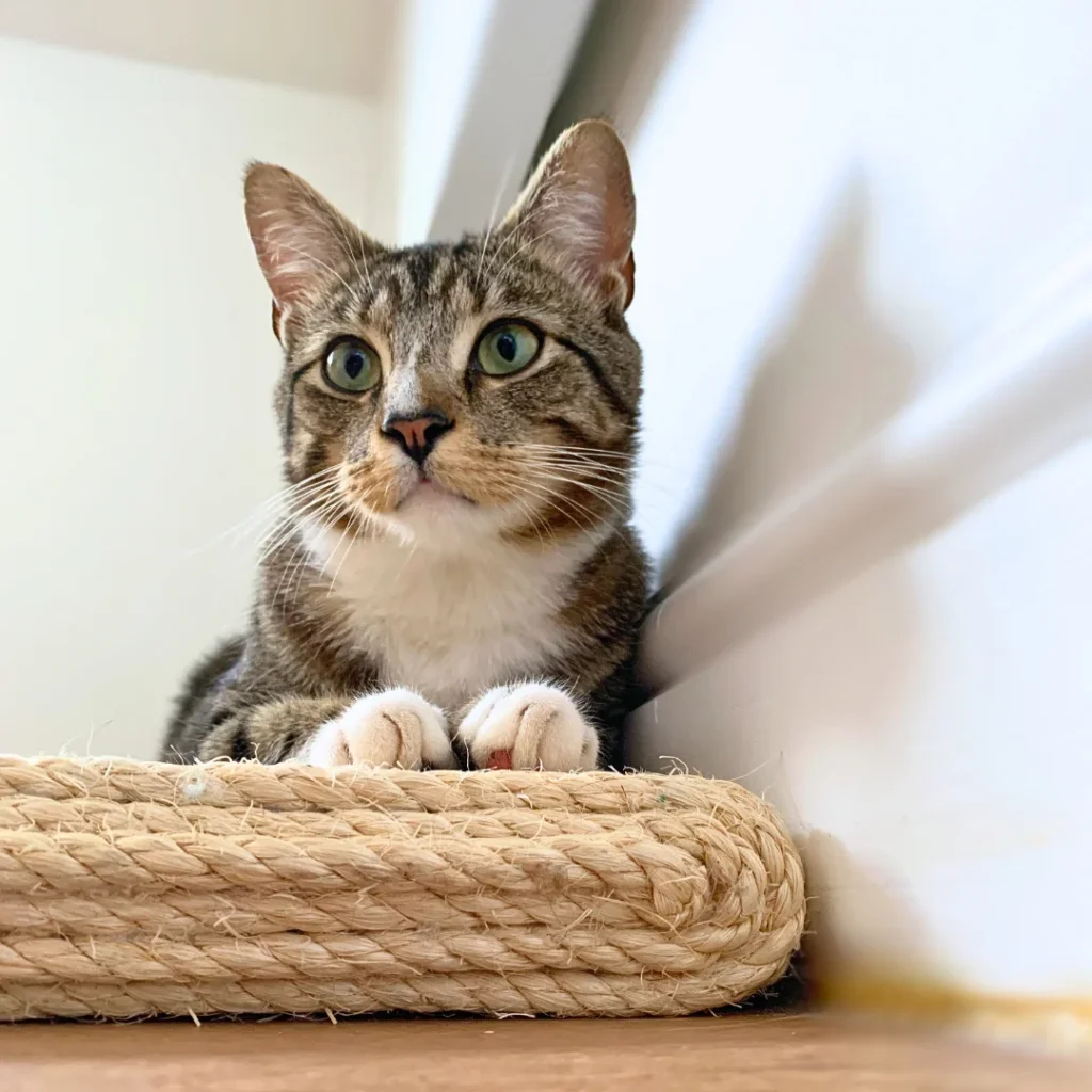 Cat relaxing on scratching board