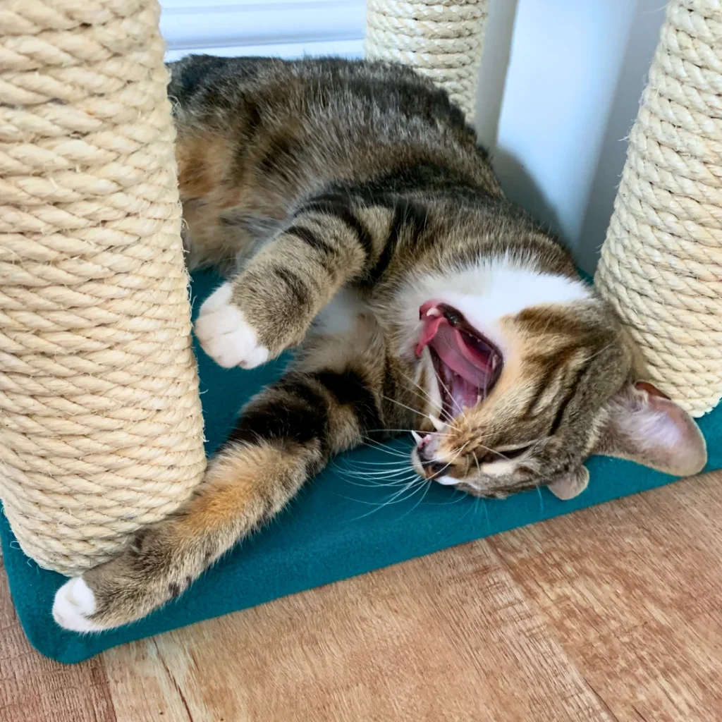 Cat yawning