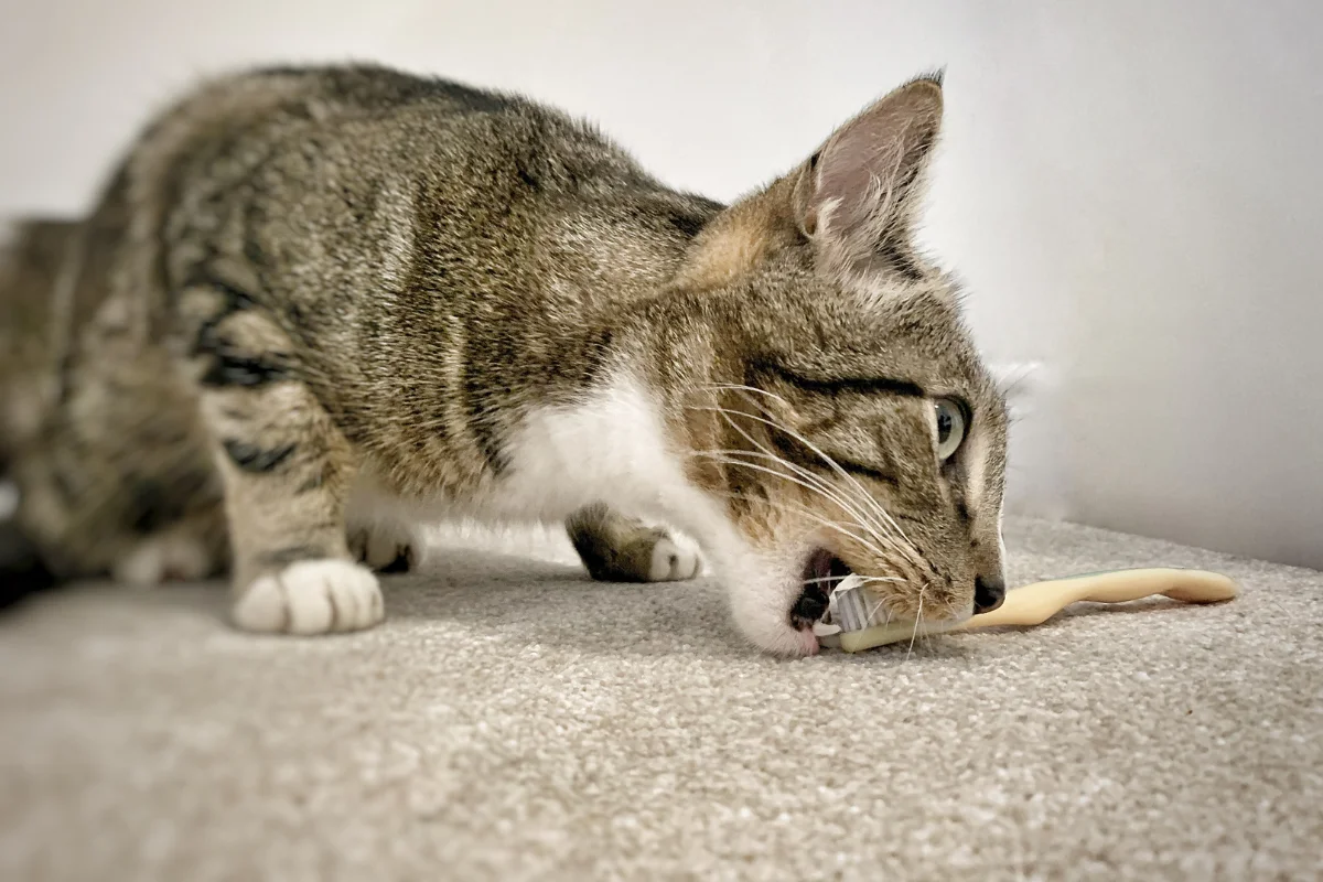 Brushing cats teeth