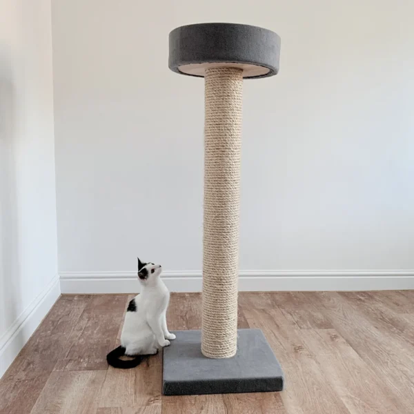 Cat looking at scratching post