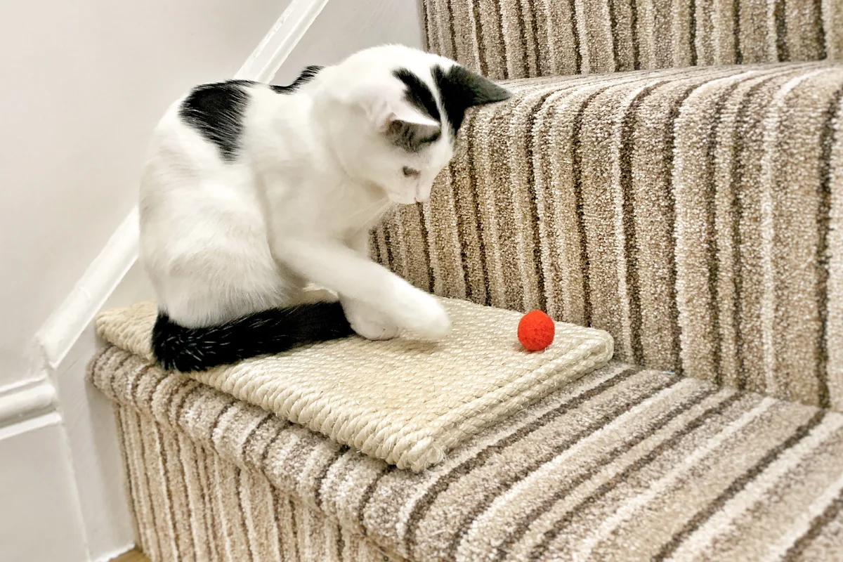 Cats play fetch