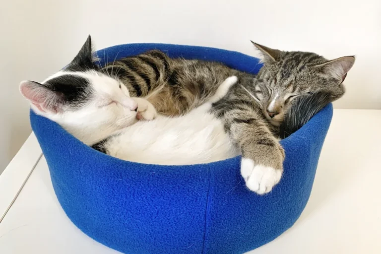 Cat friends sharing a bed