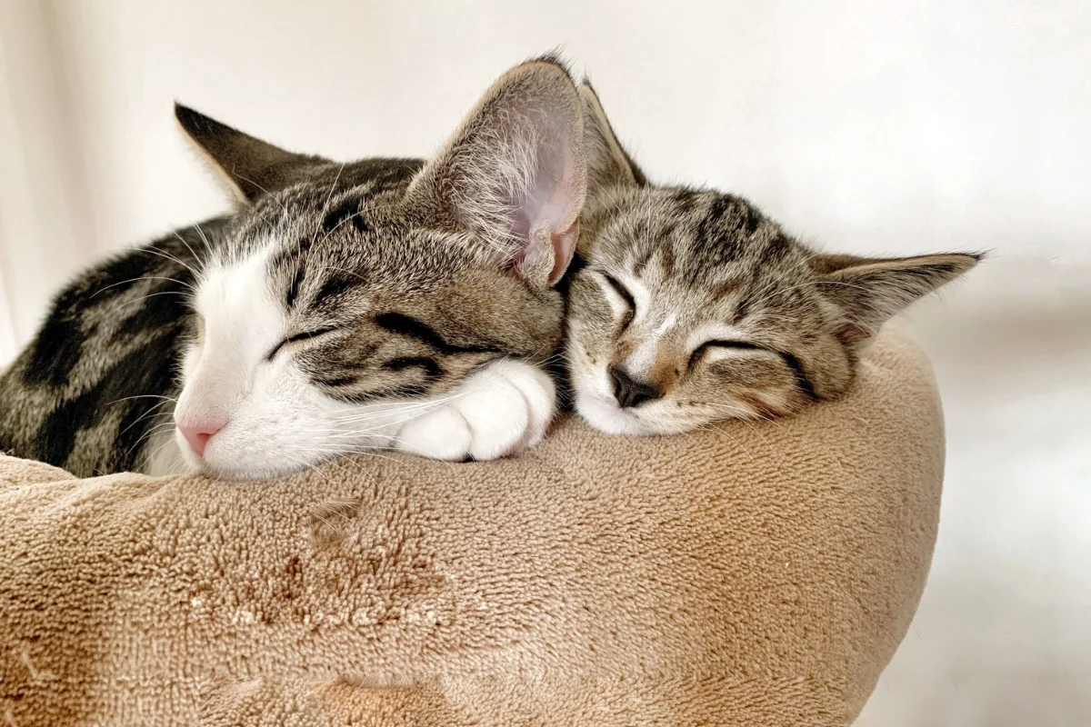 Two cats cuddling